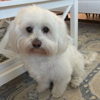 Original reference photo